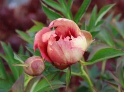 Halbstrauchige Pfingstrose 'Old Rose Dandy' 7 Halbstrauchige Pfingstrose 'Old Rose Dandy' -Edelrosen Geschaft halbstrauchige pfingstrose old rose dandy m071353 w 0