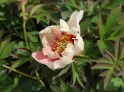 Halbstrauchige Pfingstrose 'Old Rose Dandy' 6 Halbstrauchige Pfingstrose 'Old Rose Dandy' -Edelrosen Geschaft halbstrauchige pfingstrose old rose dandy m071353 w 1