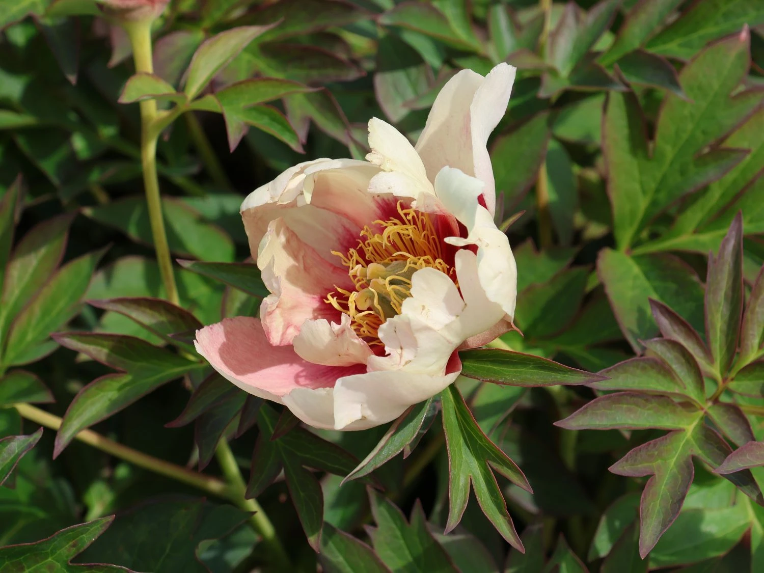 Halbstrauchige Pfingstrose 'Old Rose Dandy' 3 Halbstrauchige Pfingstrose 'Old Rose Dandy' – Bild 3