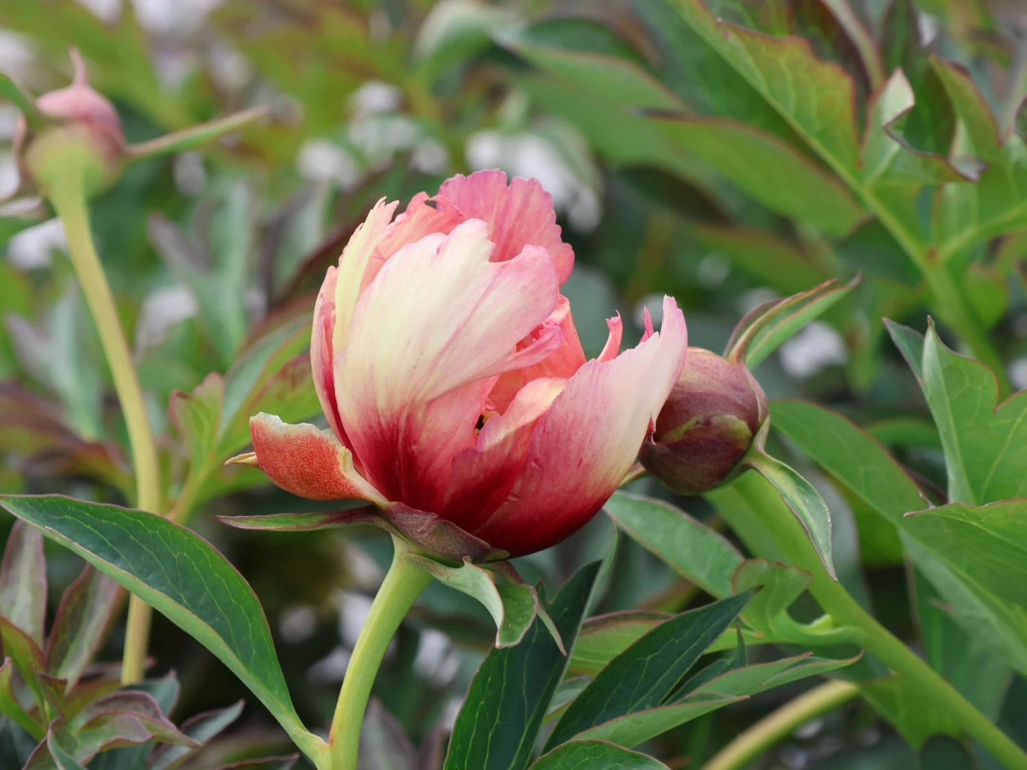 Halbstrauchige Pfingstrose 'Old Rose Dandy' 2 Halbstrauchige Pfingstrose 'Old Rose Dandy' – Bild 2