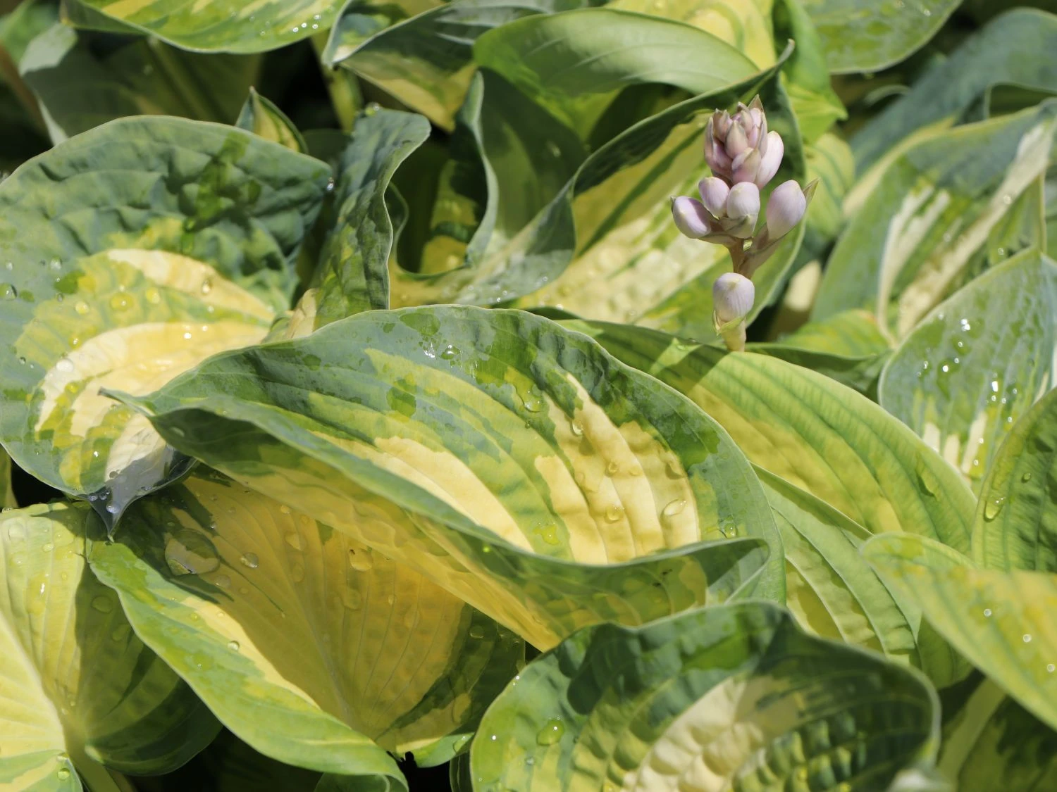 Herzblattlilie 'Great Expectations' 1 Herzblattlilie 'Great Expectations'