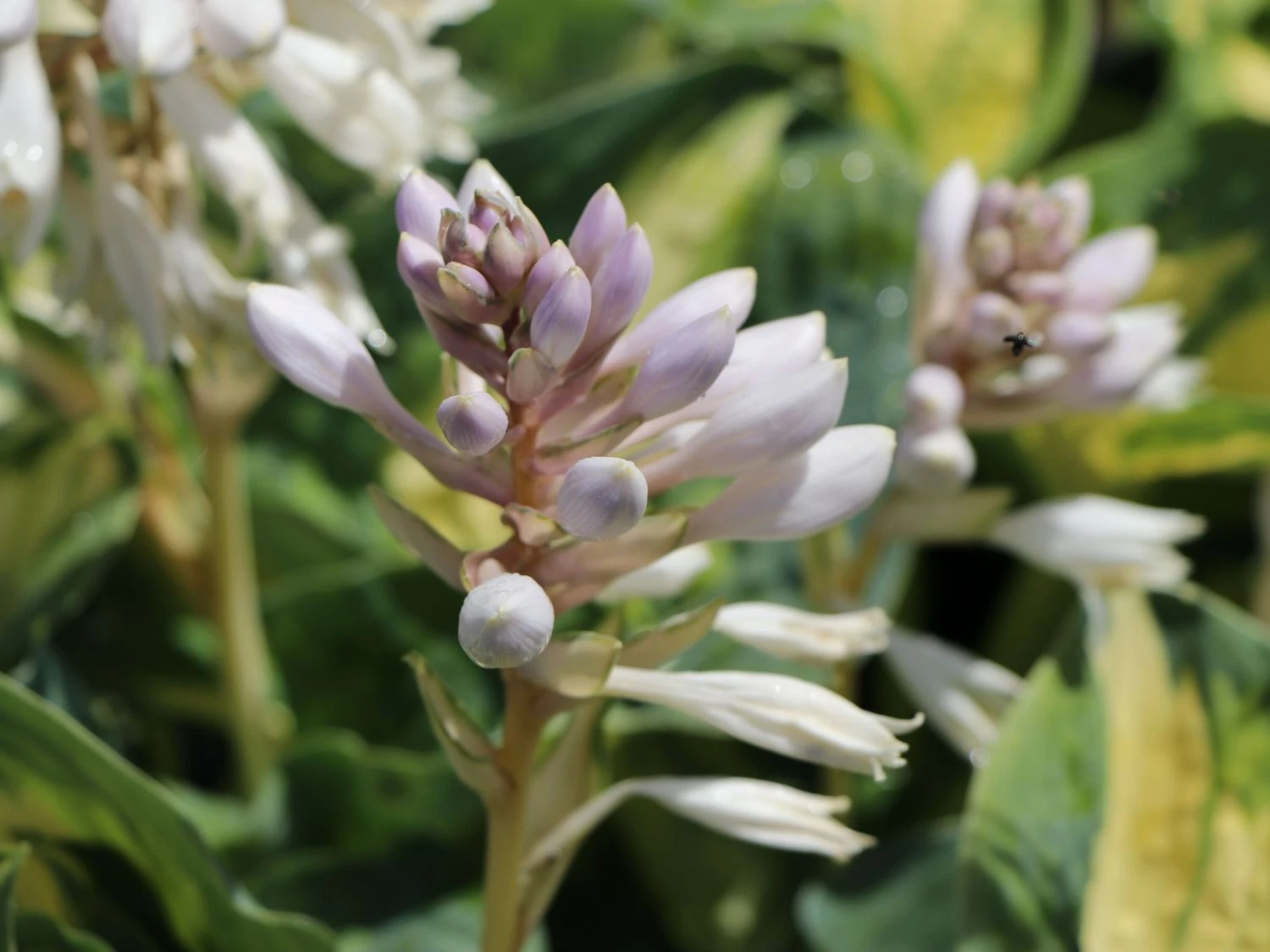 Herzblattlilie 'Great Expectations' 6 Herzblattlilie 'Great Expectations' – Bild 6