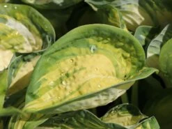 Herzblattlilie 'Great Expectations' 10 Herzblattlilie 'Great Expectations' -Edelrosen Geschaft herzblattlilie great expectations m045387 w 1