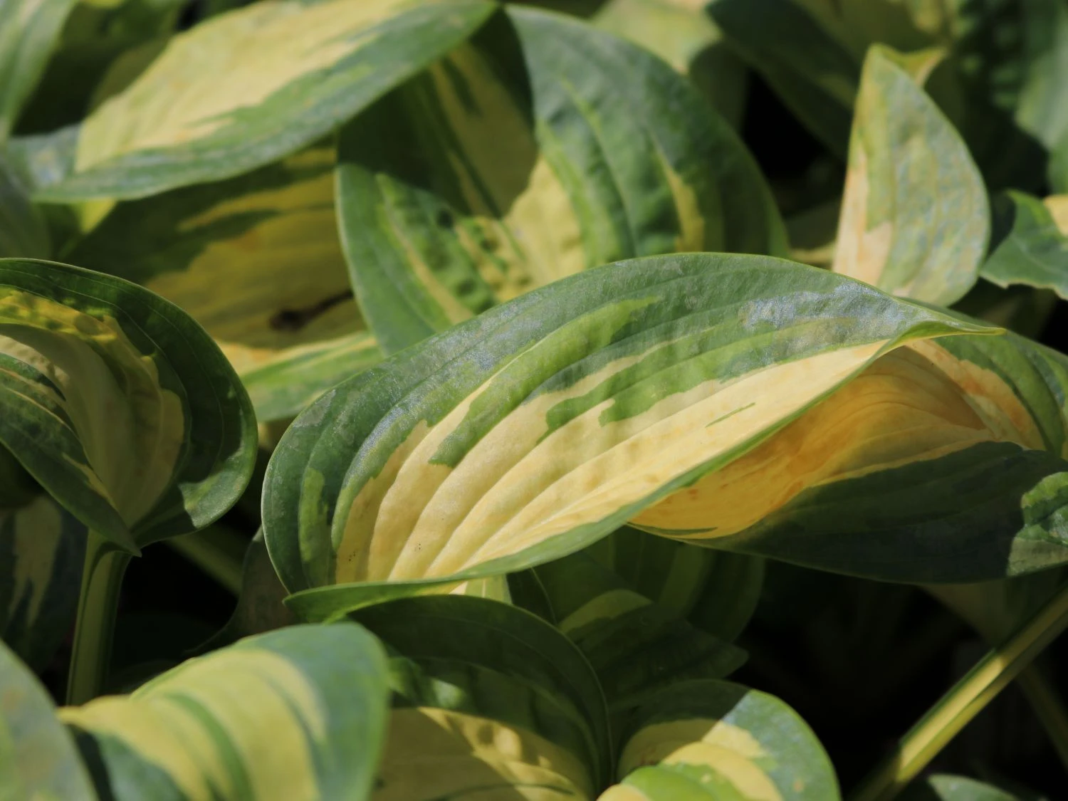 Herzblattlilie 'Great Expectations' 2 Herzblattlilie 'Great Expectations' – Bild 2