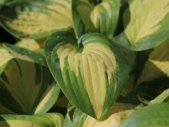 Herzblattlilie 'Great Expectations' 8 Herzblattlilie 'Great Expectations' -Edelrosen Geschaft herzblattlilie great expectations m045387 w 3