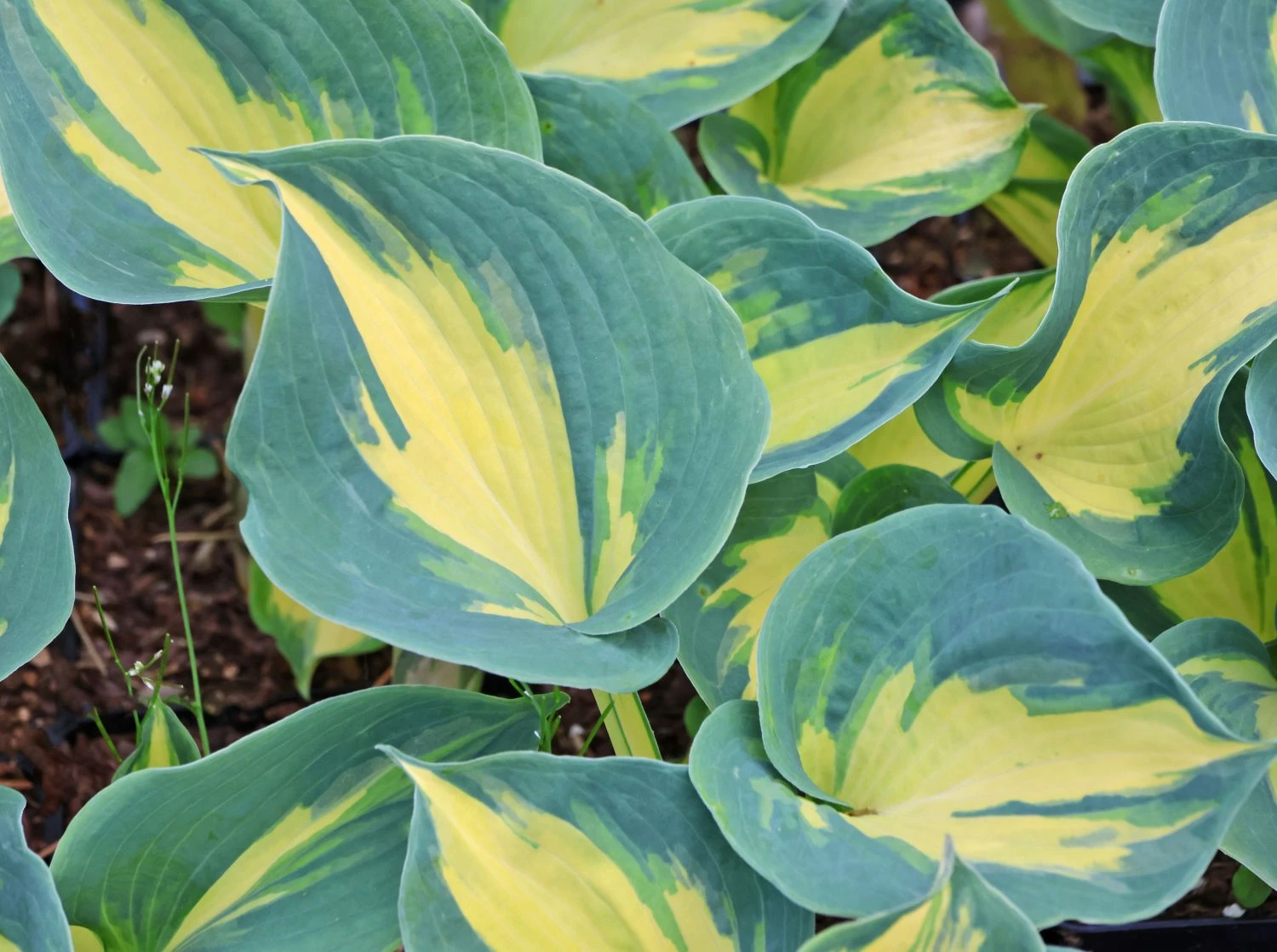 Herzblattlilie 'Great Expectations' 4 Herzblattlilie 'Great Expectations' – Bild 4