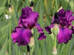 Hohe Bart-Schwertlilie 'Sultry Mood'