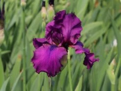 Hohe Bart-Schwertlilie 'Sultry Mood' -Edelrosen Geschaft hohe bart schwertlilie sultry mood m121618 w 1