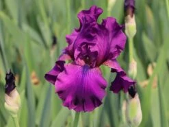 Hohe Bart-Schwertlilie 'Sultry Mood' -Edelrosen Geschaft hohe bart schwertlilie sultry mood m121618 w 2