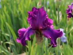 Hohe Bart-Schwertlilie 'Sultry Mood' -Edelrosen Geschaft hohe bart schwertlilie sultry mood m121618 w 3