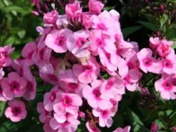 Hohe Flammenblume 'Baby Face' 16 Hohe Flammenblume 'Baby Face' -Edelrosen Geschaft hohe flammenblume baby face m059889 w 0