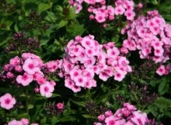 Hohe Flammenblume 'Baby Face' 17 Hohe Flammenblume 'Baby Face' -Edelrosen Geschaft hohe flammenblume baby face m059889 w 1