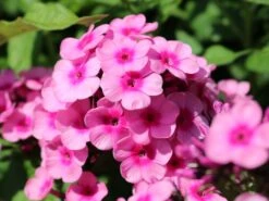 Hohe Flammenblume 'Baby Face' 13 Hohe Flammenblume 'Baby Face' -Edelrosen Geschaft hohe flammenblume baby face m059889 w 2