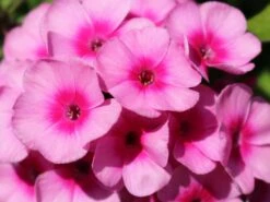 Hohe Flammenblume 'Baby Face' 12 Hohe Flammenblume 'Baby Face' -Edelrosen Geschaft hohe flammenblume baby face m059889 w 3