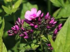 Hohe Flammenblume 'Baby Face' 15 Hohe Flammenblume 'Baby Face' -Edelrosen Geschaft hohe flammenblume baby face m059889 w 4