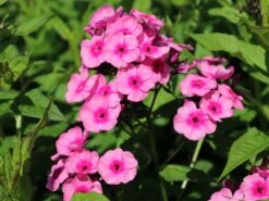 Hohe Flammenblume 'Baby Face' 14 Hohe Flammenblume 'Baby Face' -Edelrosen Geschaft hohe flammenblume baby face m059889 w 5