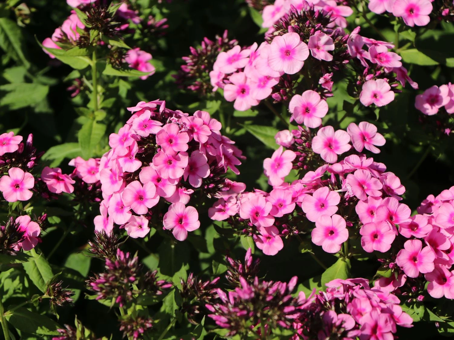 Hohe Flammenblume 'Baby Face' 9 Hohe Flammenblume 'Baby Face' – Bild 9