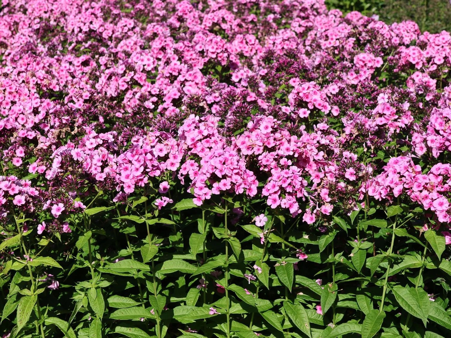 Hohe Flammenblume 'Baby Face' 2 Hohe Flammenblume 'Baby Face' – Bild 2