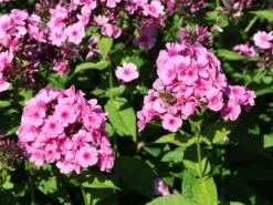 Hohe Flammenblume 'Baby Face' 19 Hohe Flammenblume 'Baby Face' -Edelrosen Geschaft hohe flammenblume baby face m059889 w 8