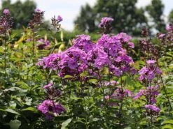 Hohe Flammenblume 'Blue Boy'