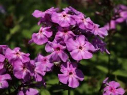 Hohe Flammenblume 'Blue Boy' 8 Hohe Flammenblume 'Blue Boy' -Edelrosen Geschaft hohe flammenblume blue boy m078758 w 0