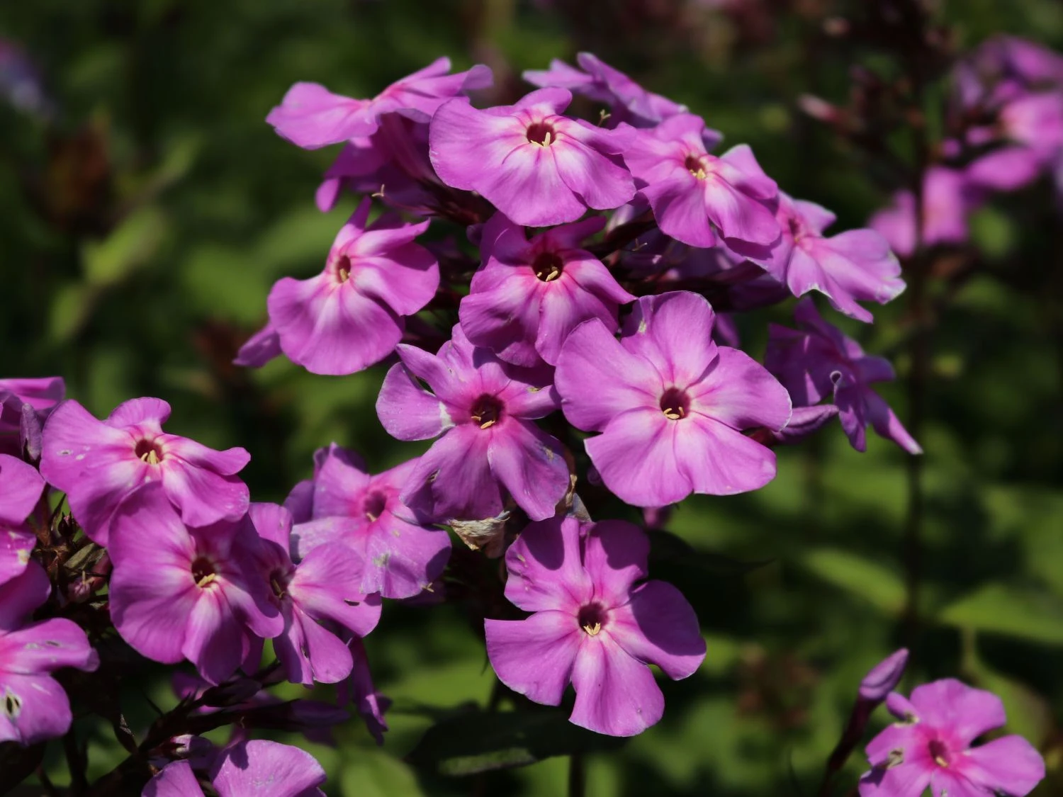 Hohe Flammenblume 'Blue Boy' 4 Hohe Flammenblume 'Blue Boy' – Bild 4