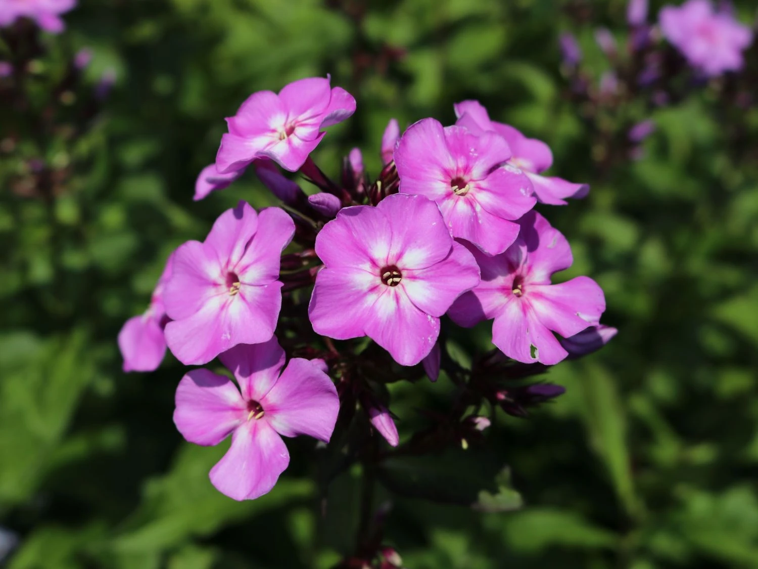 Hohe Flammenblume 'Blue Boy' 2 Hohe Flammenblume 'Blue Boy' – Bild 2