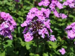 Hohe Flammenblume 'Blue Boy' 9 Hohe Flammenblume 'Blue Boy' -Edelrosen Geschaft hohe flammenblume blue boy m078758 w 2