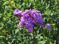 Hohe Flammenblume 'Blue Boy' 7 Hohe Flammenblume 'Blue Boy' -Edelrosen Geschaft hohe flammenblume blue boy m078758 w 3