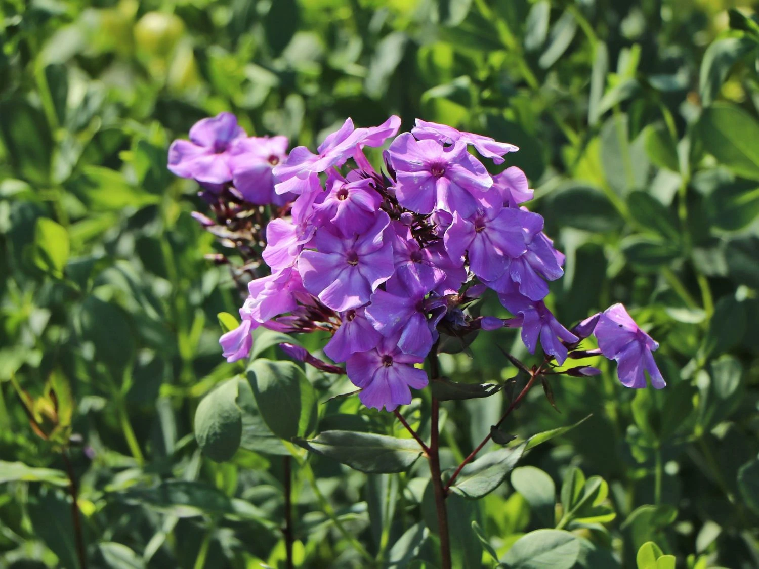 Hohe Flammenblume 'Blue Boy' 3 Hohe Flammenblume 'Blue Boy' – Bild 3