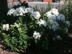 Hohe Flammenblume 'Pax' 13 Hohe Flammenblume 'Pax' -Edelrosen Geschaft hohe flammenblume pax m001680 w 0