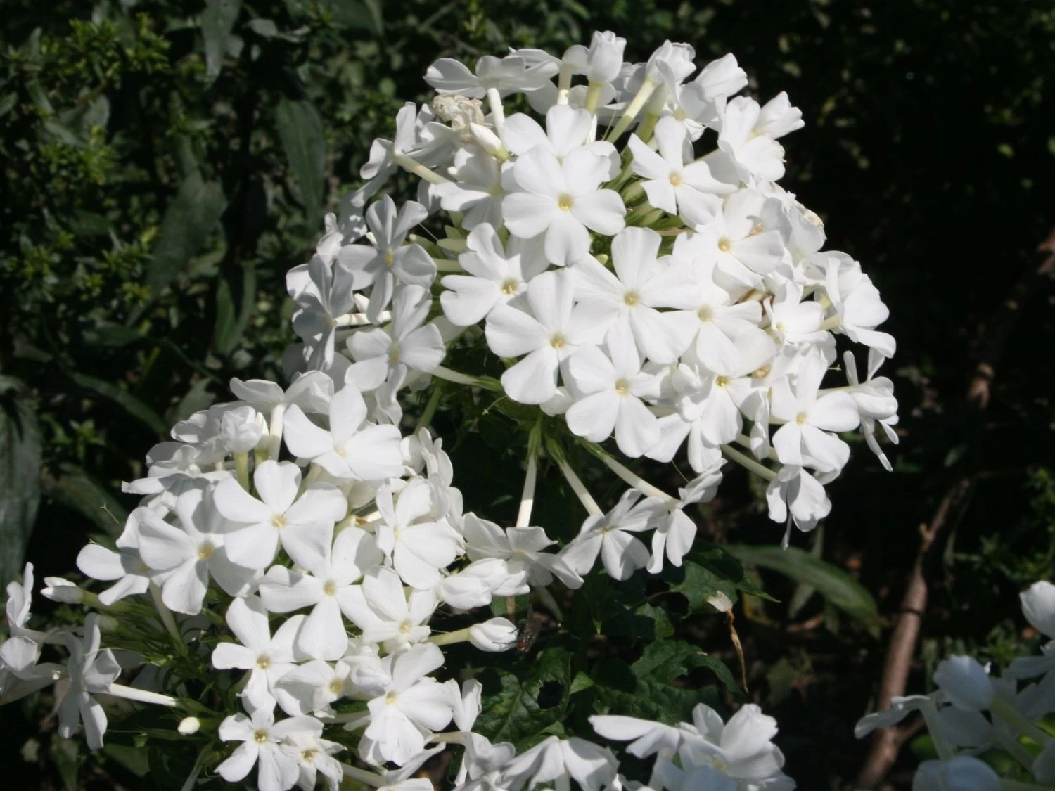 Hohe Flammenblume 'Pax' 5 Hohe Flammenblume 'Pax' – Bild 5