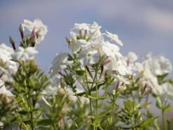 Hohe Flammenblume 'Pax' 12 Hohe Flammenblume 'Pax' -Edelrosen Geschaft hohe flammenblume pax m001680 w 2