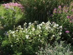 Hohe Flammenblume 'Pax' 15 Hohe Flammenblume 'Pax' -Edelrosen Geschaft hohe flammenblume pax m001680 w 3