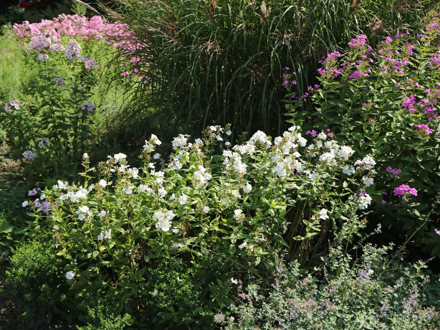 Hohe Flammenblume 'Pax' 6 Hohe Flammenblume 'Pax' – Bild 6