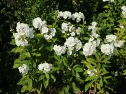 Hohe Flammenblume 'Pax' 19 Hohe Flammenblume 'Pax' -Edelrosen Geschaft hohe flammenblume pax m001680 w 4