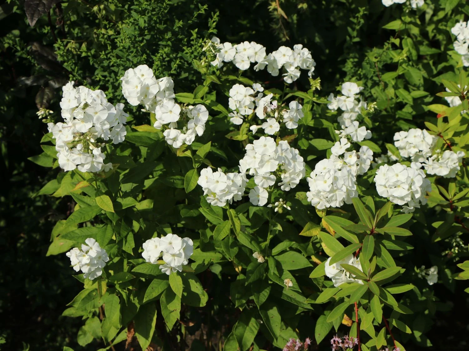 Hohe Flammenblume 'Pax' 10 Hohe Flammenblume 'Pax' – Bild 10