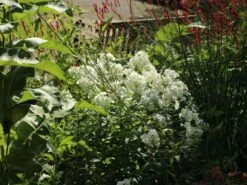 Hohe Flammenblume 'Pax' 18 Hohe Flammenblume 'Pax' -Edelrosen Geschaft hohe flammenblume pax m001680 w 5