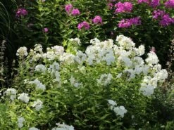 Hohe Flammenblume 'Pax' 17 Hohe Flammenblume 'Pax' -Edelrosen Geschaft hohe flammenblume pax m001680 w 6