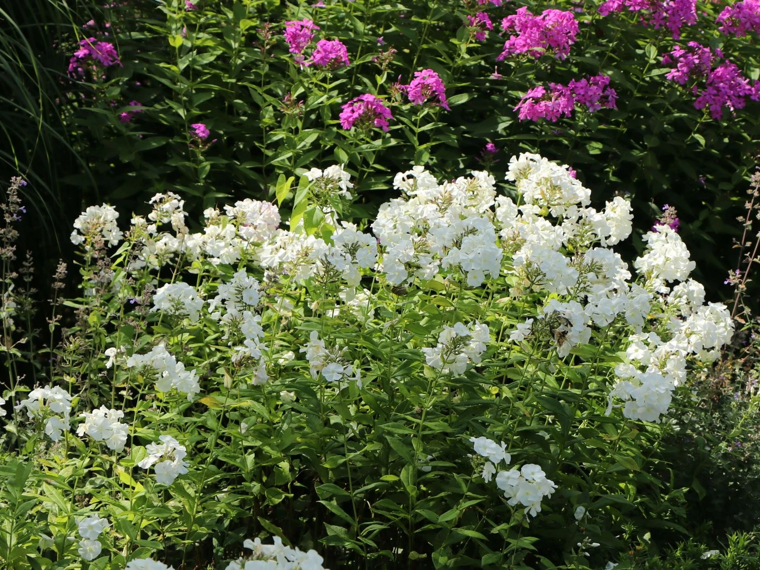 Hohe Flammenblume 'Pax' 8 Hohe Flammenblume 'Pax' – Bild 8