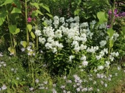 Hohe Flammenblume 'Pax' 16 Hohe Flammenblume 'Pax' -Edelrosen Geschaft hohe flammenblume pax m001680 w 7