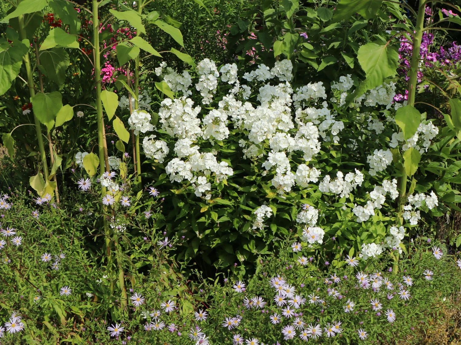 Hohe Flammenblume 'Pax' 7 Hohe Flammenblume 'Pax' – Bild 7