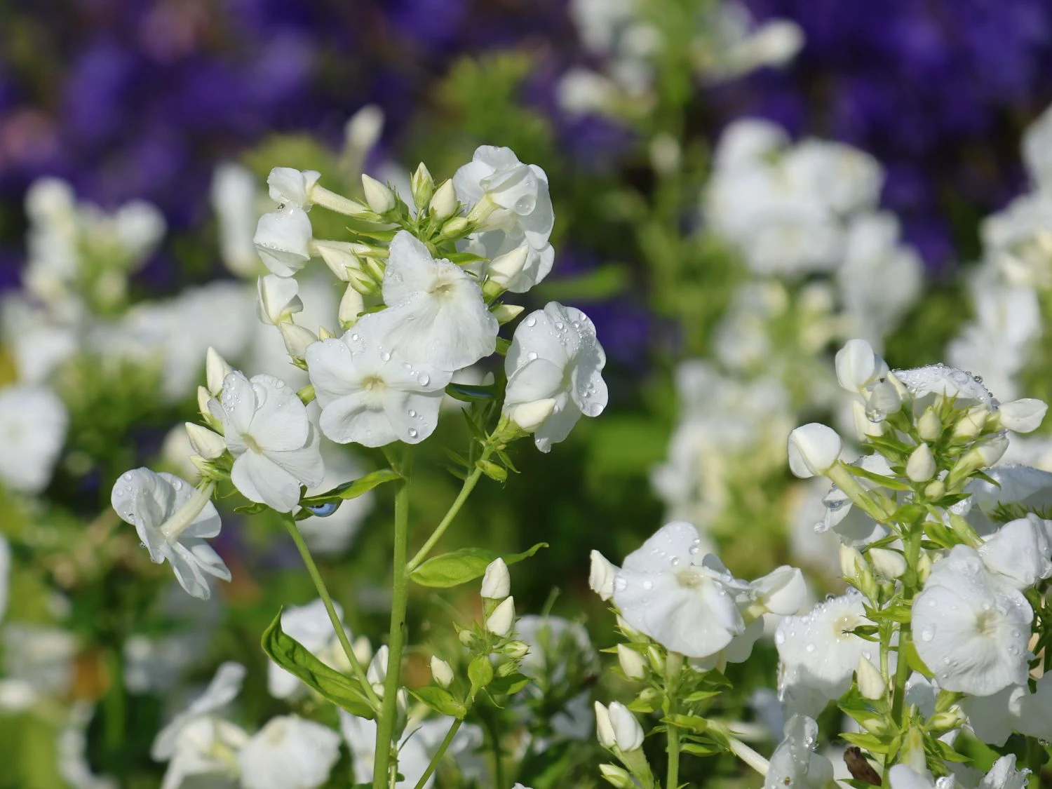 Hohe Flammenblume 'Pax' 2 Hohe Flammenblume 'Pax' – Bild 2