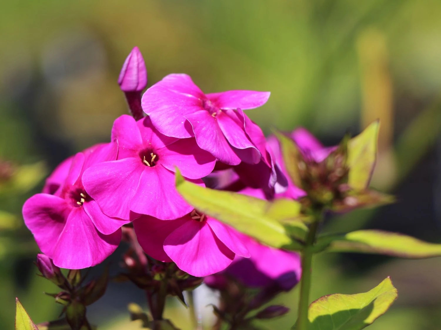 Gedrungene Flammenblume Flame-Serie 'Purple Flame' 5 Gedrungene Flammenblume Flame-Serie 'Purple Flame' – Bild 5