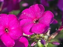 Hohe Flammenblume 'Raving Beauty'