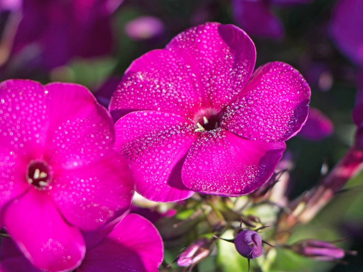 Hohe Flammenblume 'Raving Beauty' 1 Hohe Flammenblume 'Raving Beauty'