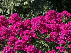 Hohe Flammenblume 'Raving Beauty' 13 Hohe Flammenblume 'Raving Beauty' -Edelrosen Geschaft hohe flammenblume raving beauty m059943 w 0