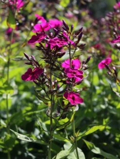 Hohe Flammenblume 'Raving Beauty' 16 Hohe Flammenblume 'Raving Beauty' -Edelrosen Geschaft hohe flammenblume raving beauty m059943 w 1