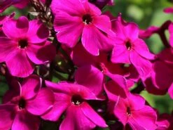 Hohe Flammenblume 'Raving Beauty' 15 Hohe Flammenblume 'Raving Beauty' -Edelrosen Geschaft hohe flammenblume raving beauty m059943 w 3