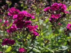 Hohe Flammenblume 'Raving Beauty' 18 Hohe Flammenblume 'Raving Beauty' -Edelrosen Geschaft hohe flammenblume raving beauty m059943 w 4